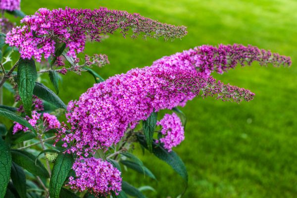 Cost of Butterfly Bush Removal in Kaysville