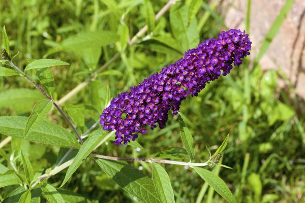 Cost of Butterfly Bush Pruning in Kaysville