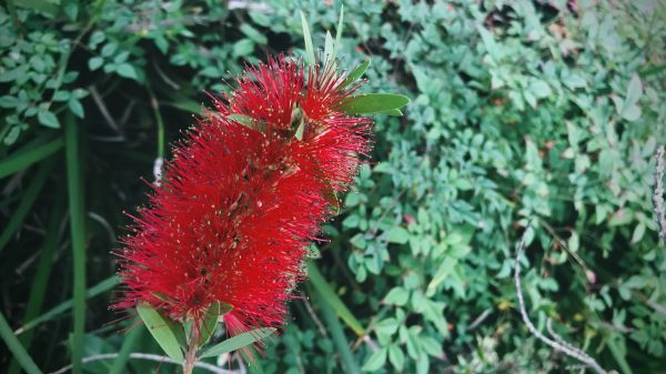 Cost of Bottlebrush Pruning in Kaysville