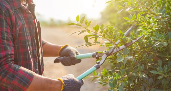 Cost of Shrub Pruning in Kaysville