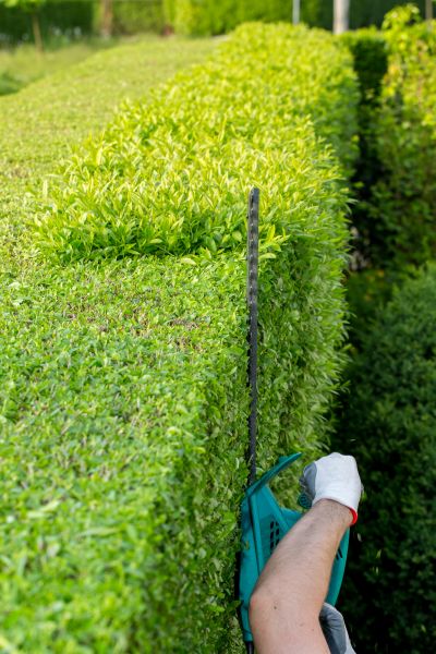 Cost of Hedge Trimming in Kaysville