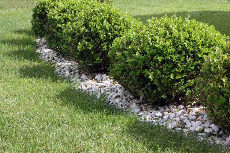 Neatly Trimmed Boxwoods